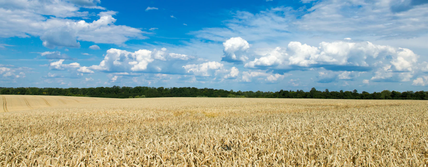 Drone flies over agricultural farm field